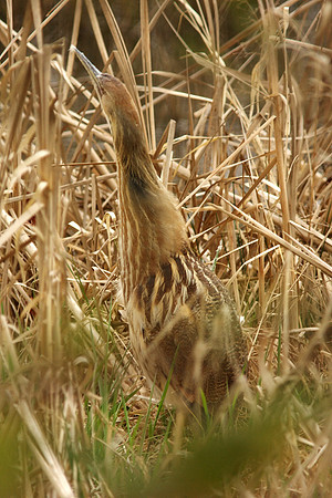 American Bittern