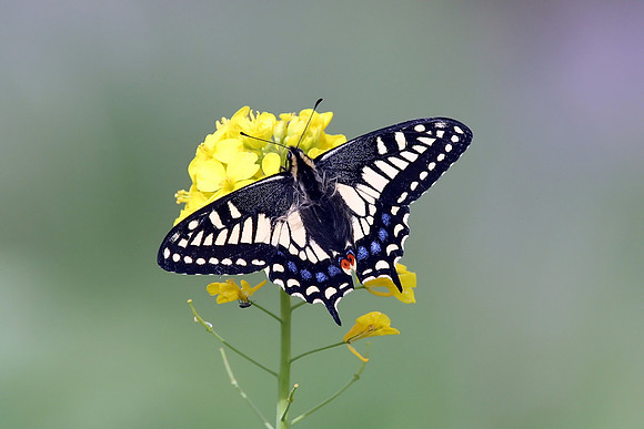 Tiger Swallowtail butterfly
