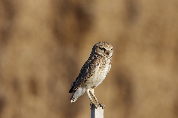 Burrowing Owl