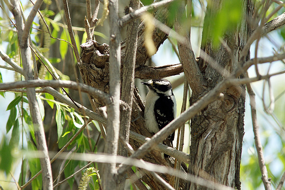 Downy Woodpecker