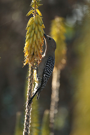 Gila Woodpecker