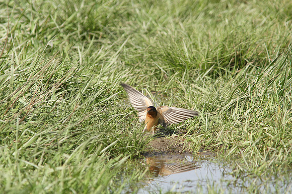 Barn Swallows, gathering mud