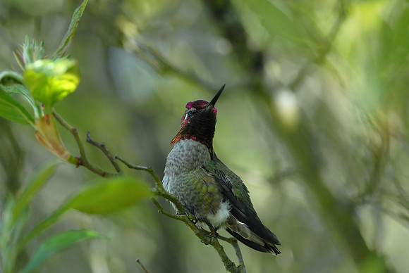 Anna's Hummingbird