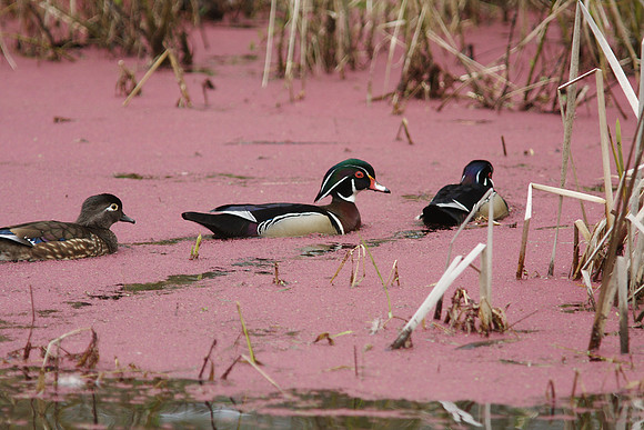 Wood Duck