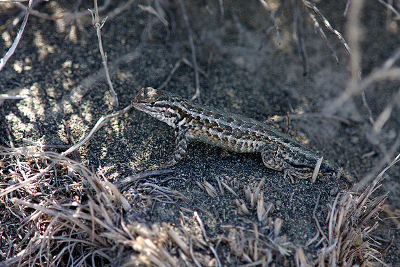 Common Sagebrush Lizard