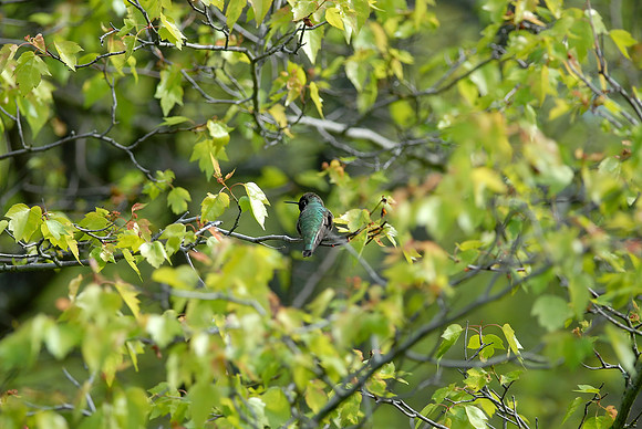 Anna's Hummingbird