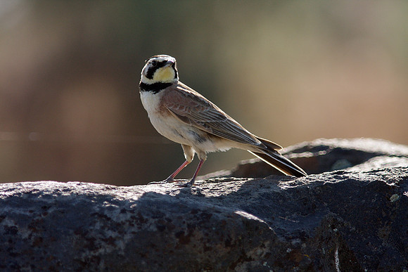 Horned Lark