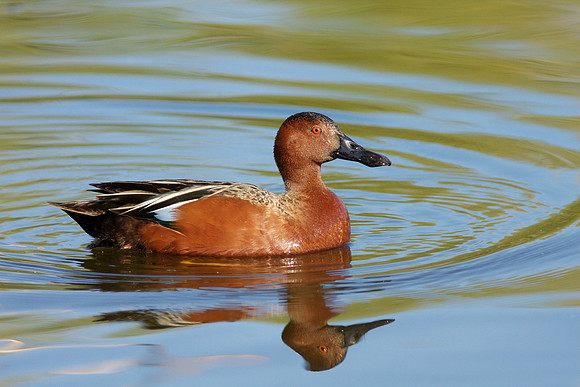 Cinnamon Teal