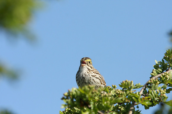 Savannah Sparrow