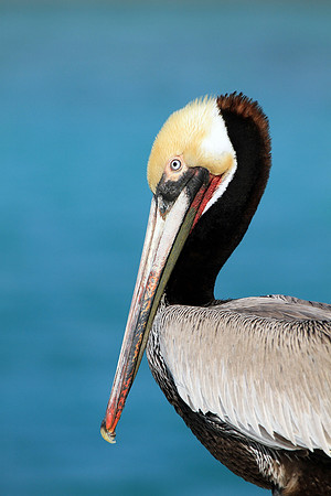 Brown Pelican