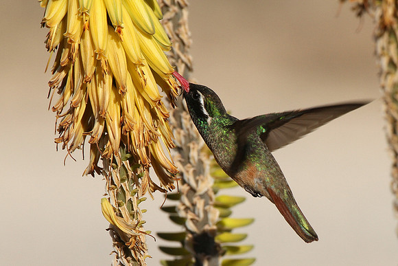 Xantus's Hummingbird