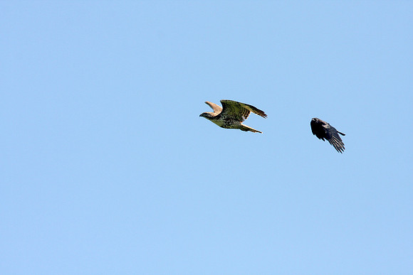 Hawk Harassed by Crows