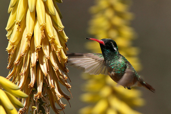 Xantus's Hummingbird