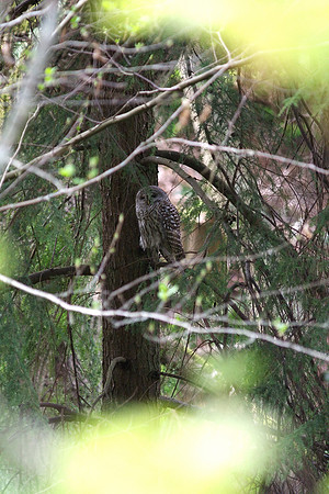 Barred Owl