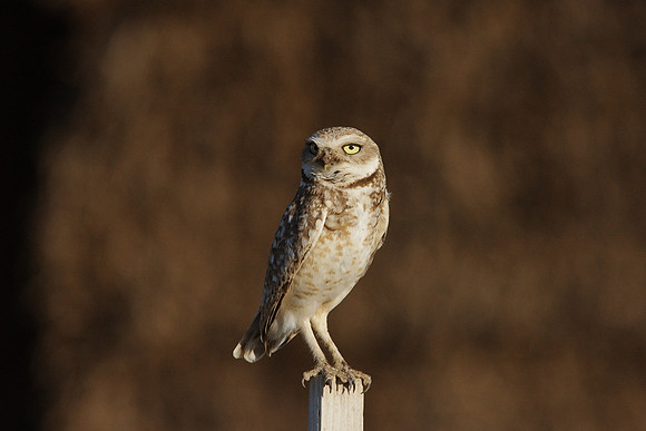Burrowing Owl