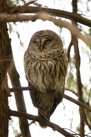 Barred Owl