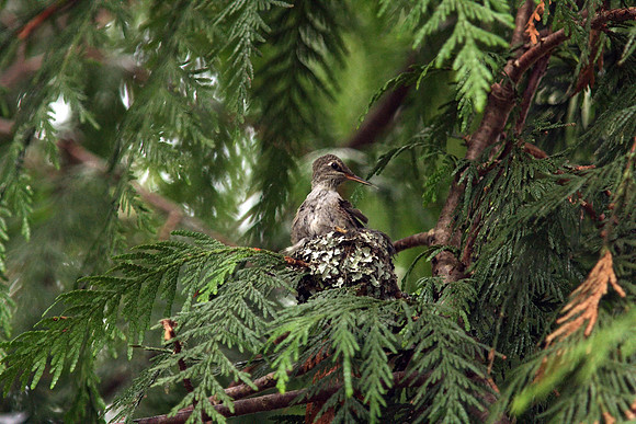 Anna's Hummingbird in nest