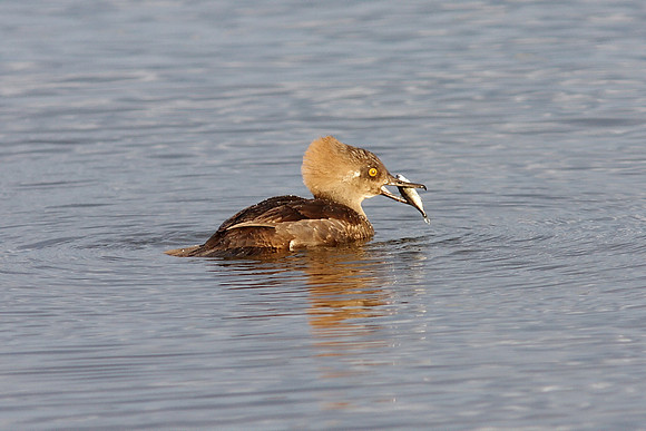 Female Hooded Merganser