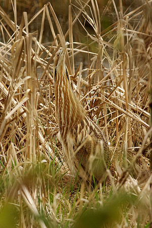 American Bittern