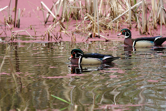Wood Duck