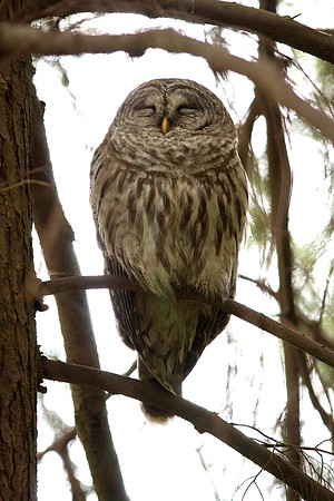 Barred Owl
