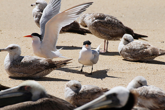 Elegant Tern?
