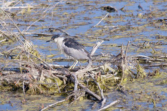 Black-Crowned Night-Heron
