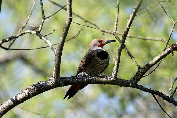 Northern Flicker