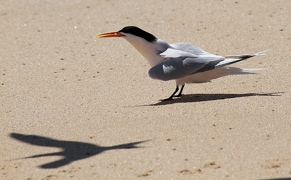 Elegant Tern