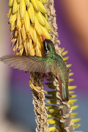Xantus's Hummingbird