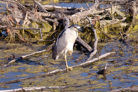 Black-Crowned Night-Heron