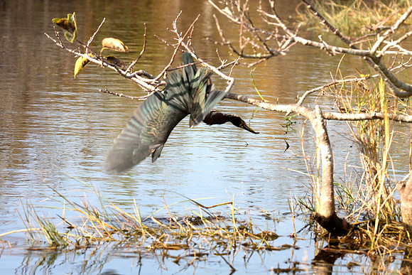 Green Heron