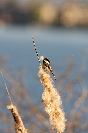 Black Capped Chickadee