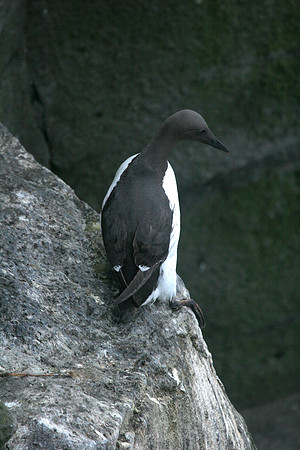 Common Murre