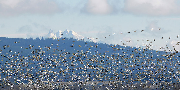 Snow Geese en masse
