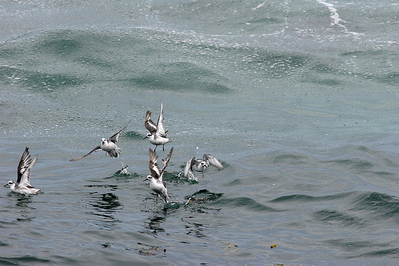 phalaropes