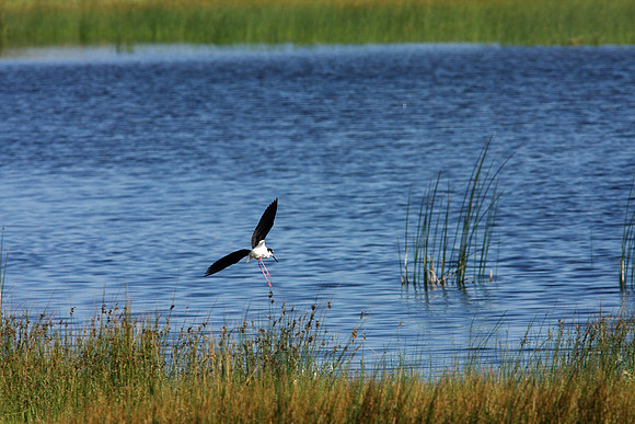 Black-necked Stilt