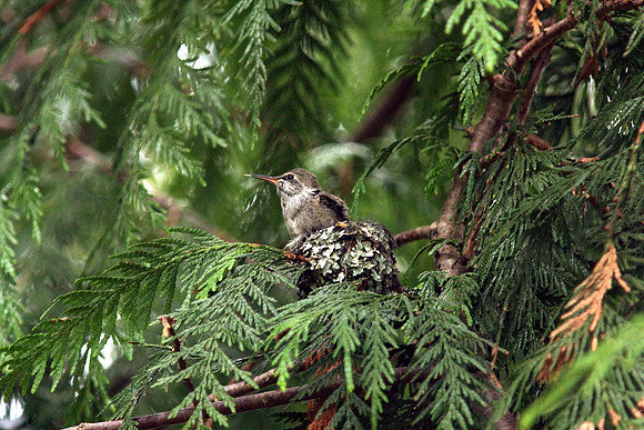 Anna's Hummingbird in nest
