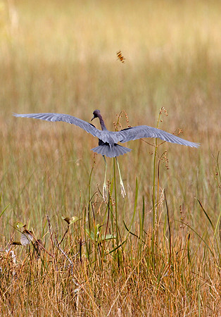 Little Blue Heron