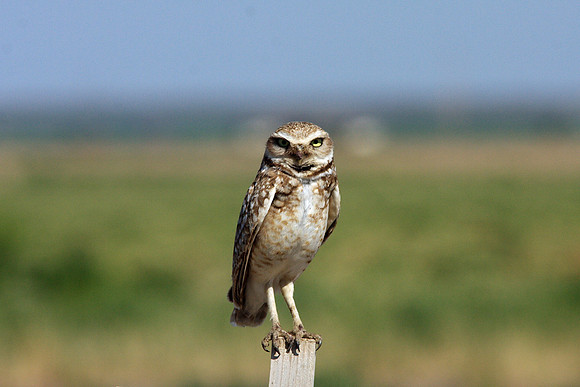 Burrowing Owl
