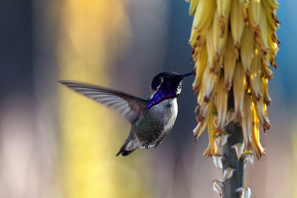 Costa's Hummingbird