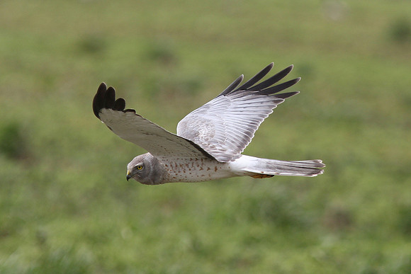 Northern Harrier