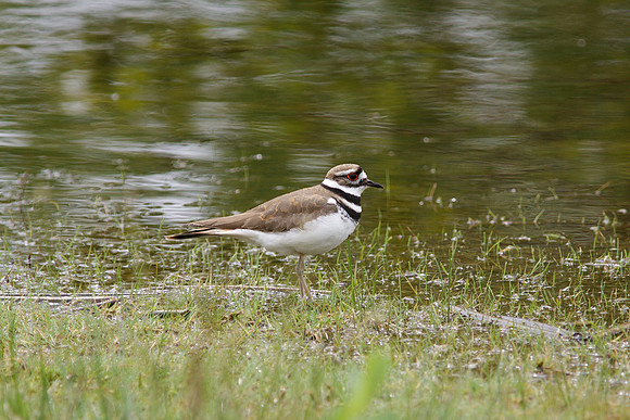 Killdeer
