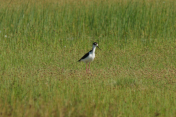 Black-necked Stilt