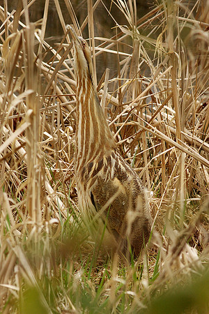 American Bittern
