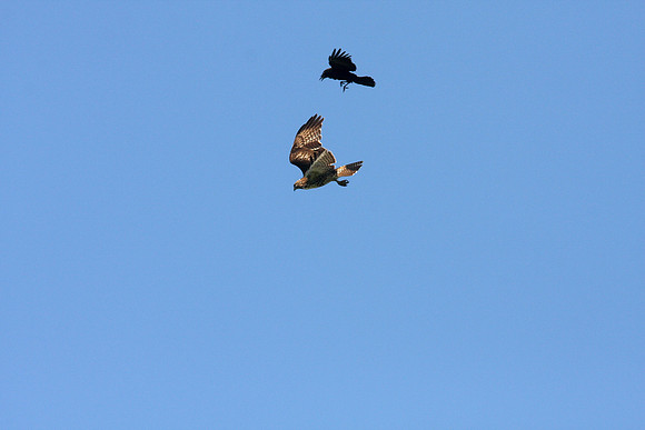 Hawk Harassed by Crows