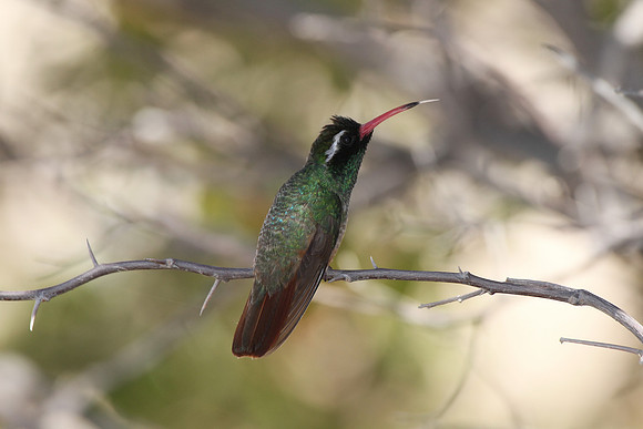 Xantus's Hummingbird