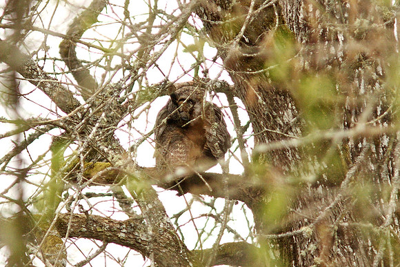 Great Horned Owl