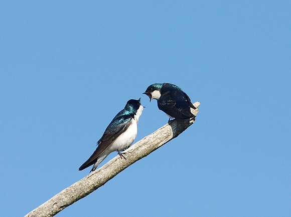 Tree Swallows, in a fight.
