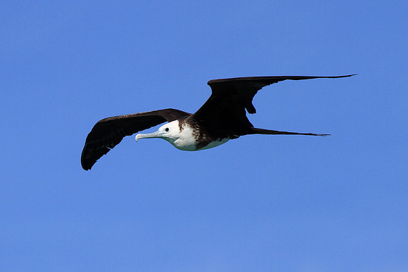 Magnificent Frigatebird